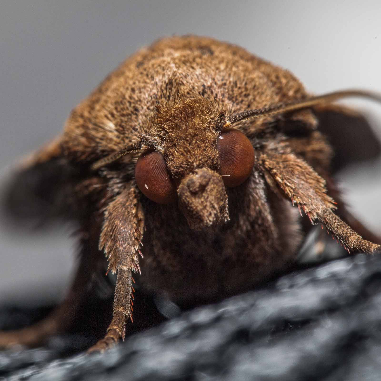 2019-08-07 – Residenzia – HolyHalla – Nachtfalter