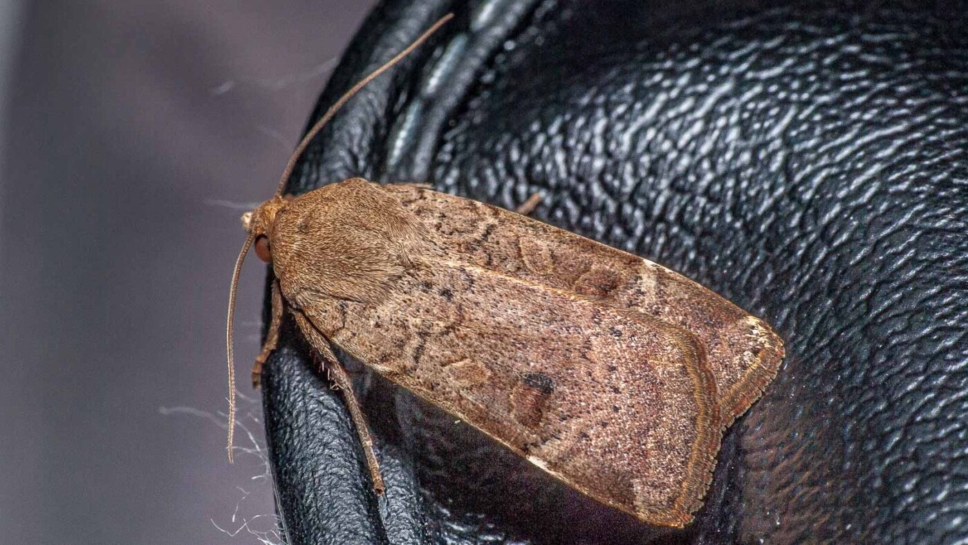 2019-08-07 - Residenzia - HolyHalla - Eulenfalter