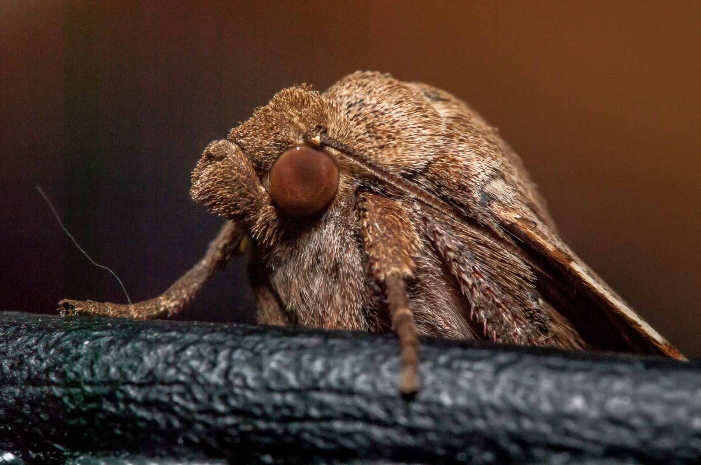 2019-08-07 - Residenzia - HolyHalla - Eulenfalter