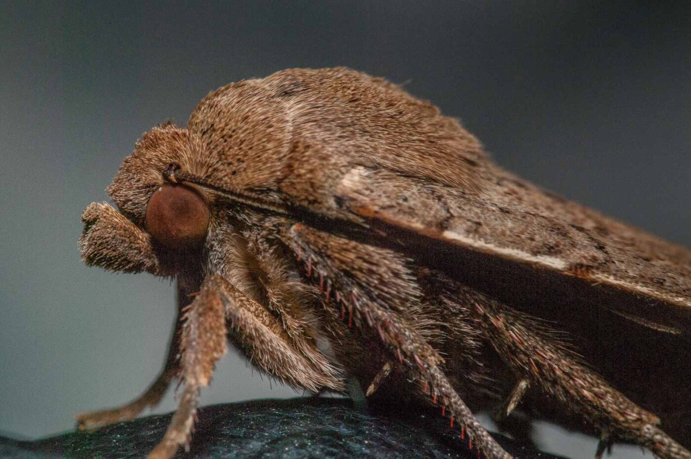 2019-08-07 - Residenzia - HolyHalla - Eulenfalter