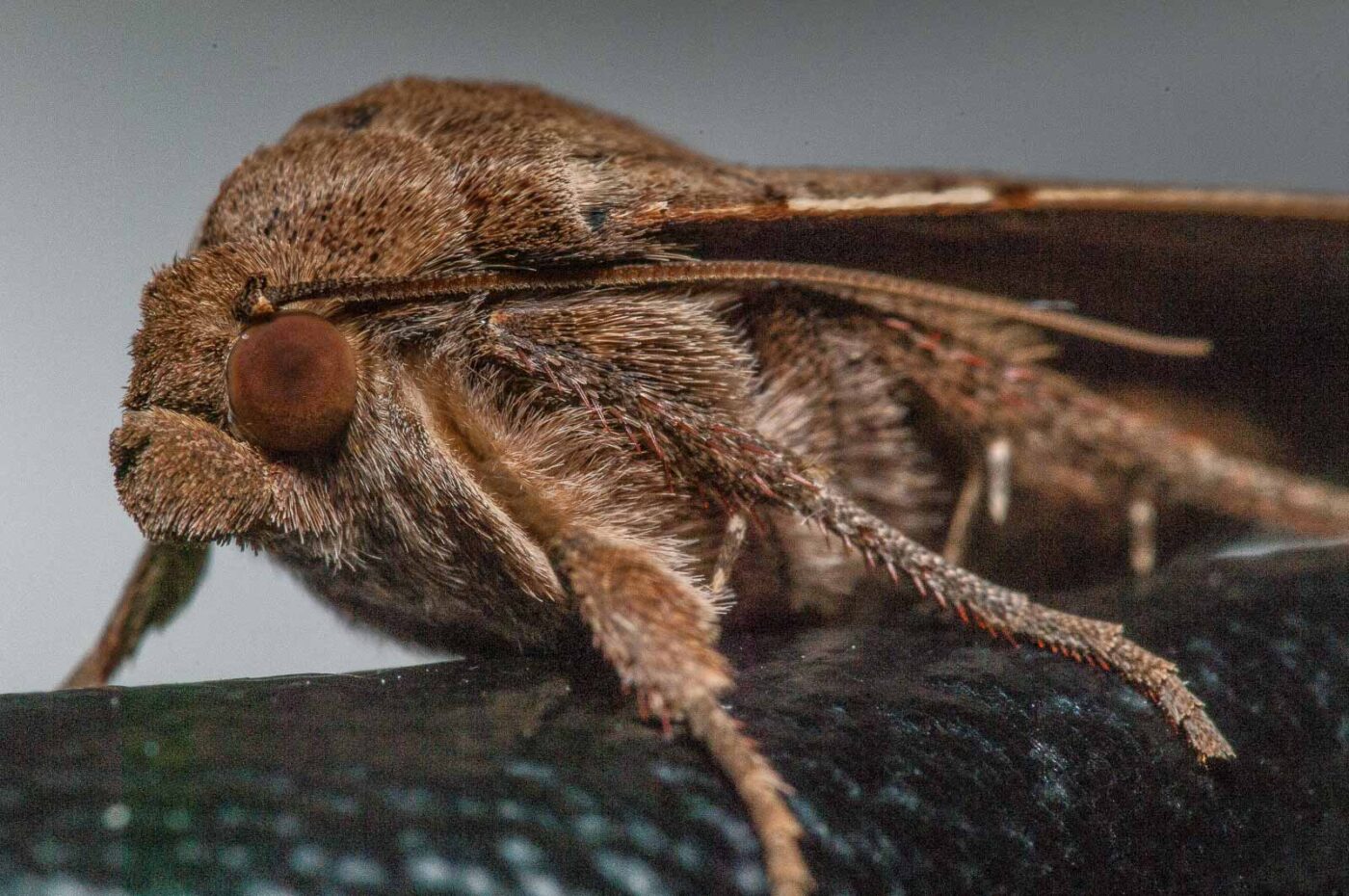 2019-08-07 - Residenzia - HolyHalla - Eulenfalter