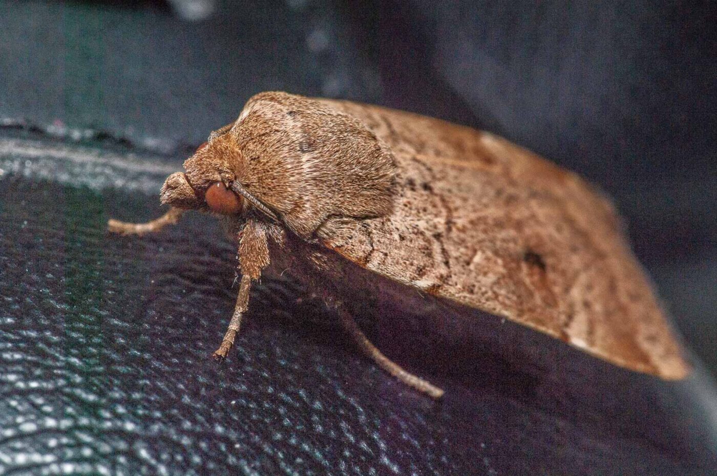 2019-08-07 - Residenzia - HolyHalla - Eulenfalter