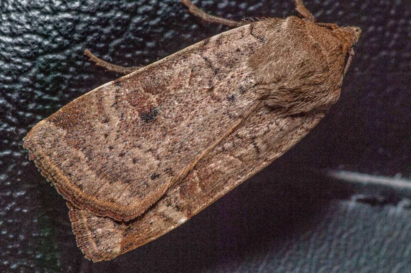 2019-08-07 - Residenzia - HolyHalla - Eulenfalter