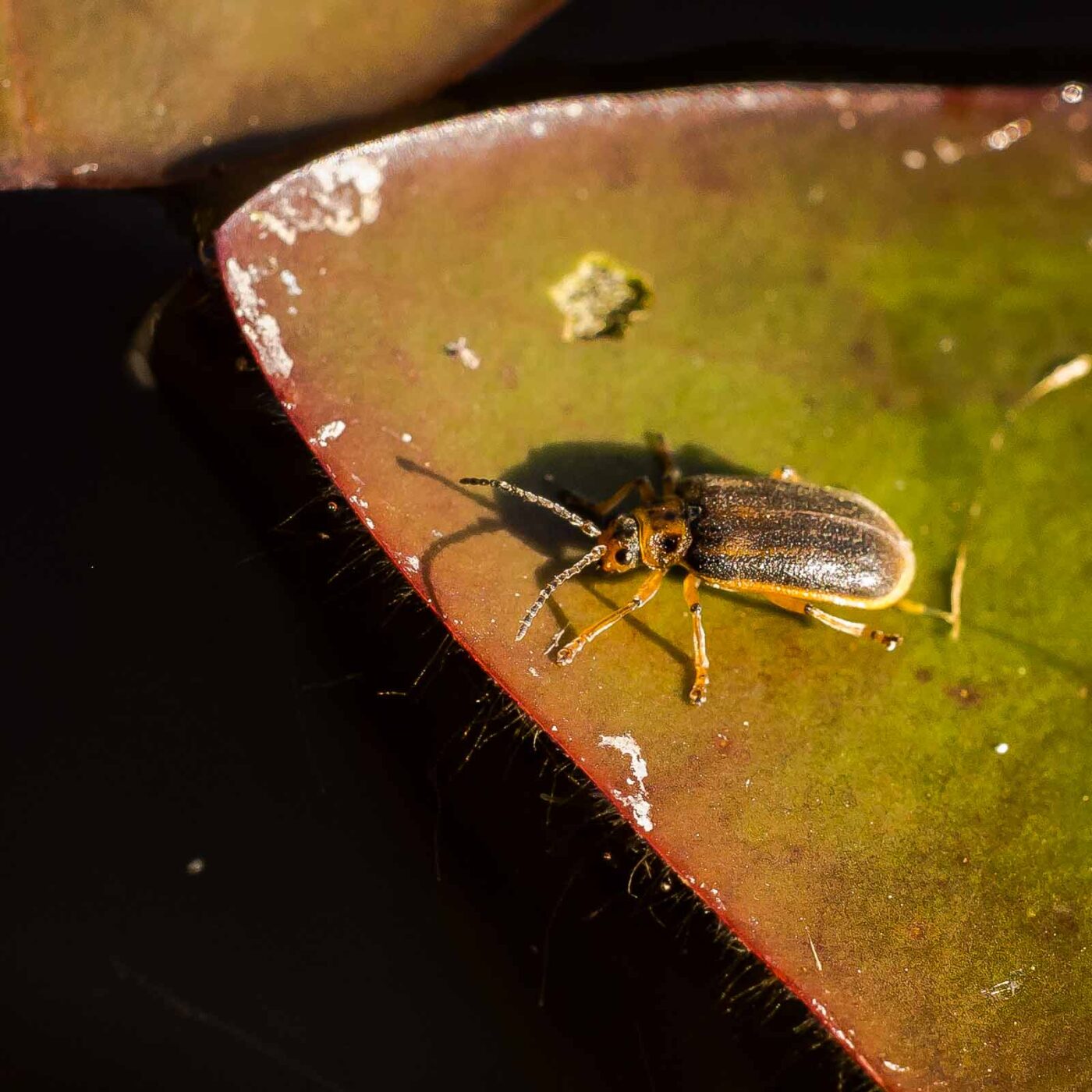 2019-08-21 - RUB - Botanischer Garten