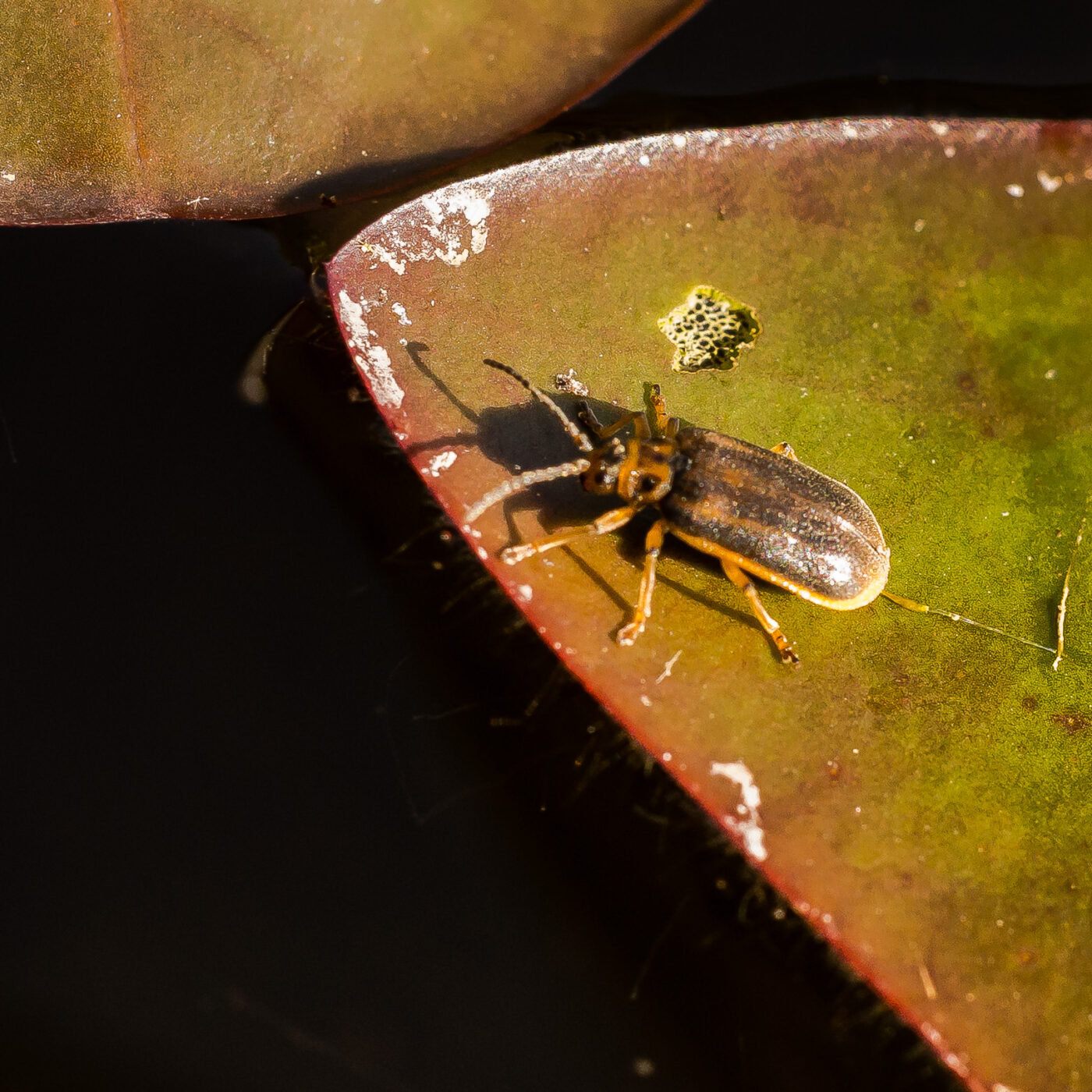 2019-08-21 - RUB - Botanischer Garten