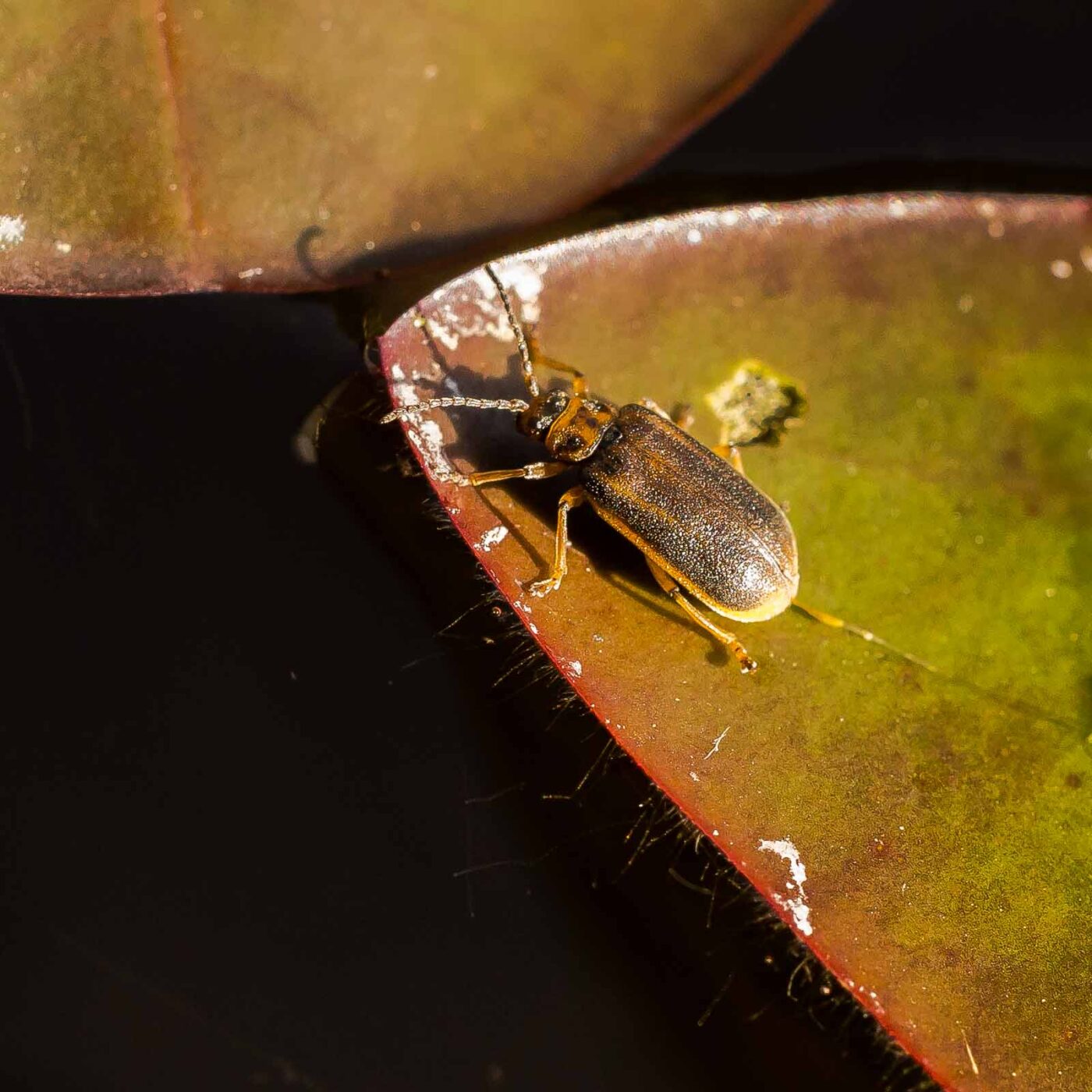 2019-08-21 - RUB - Botanischer Garten