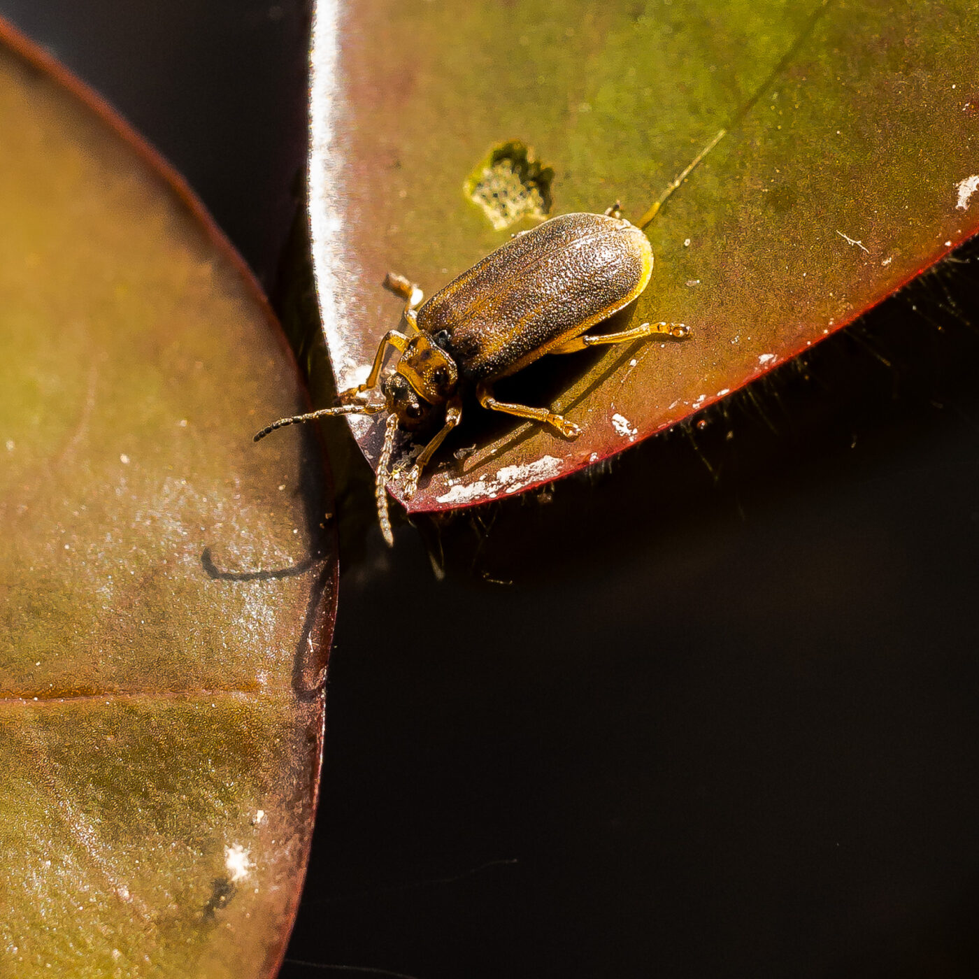 2019-08-21 - RUB - Botanischer Garten