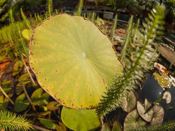 2019-08-21 - RUB - Botanischer Garten