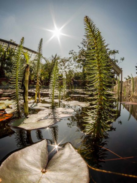 2019-08-21 - RUB - Botanischer Garten