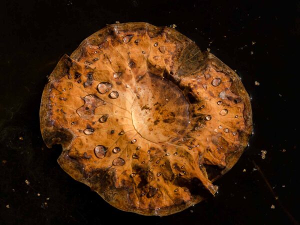 2019-08-21 - RUB - Botanischer Garten