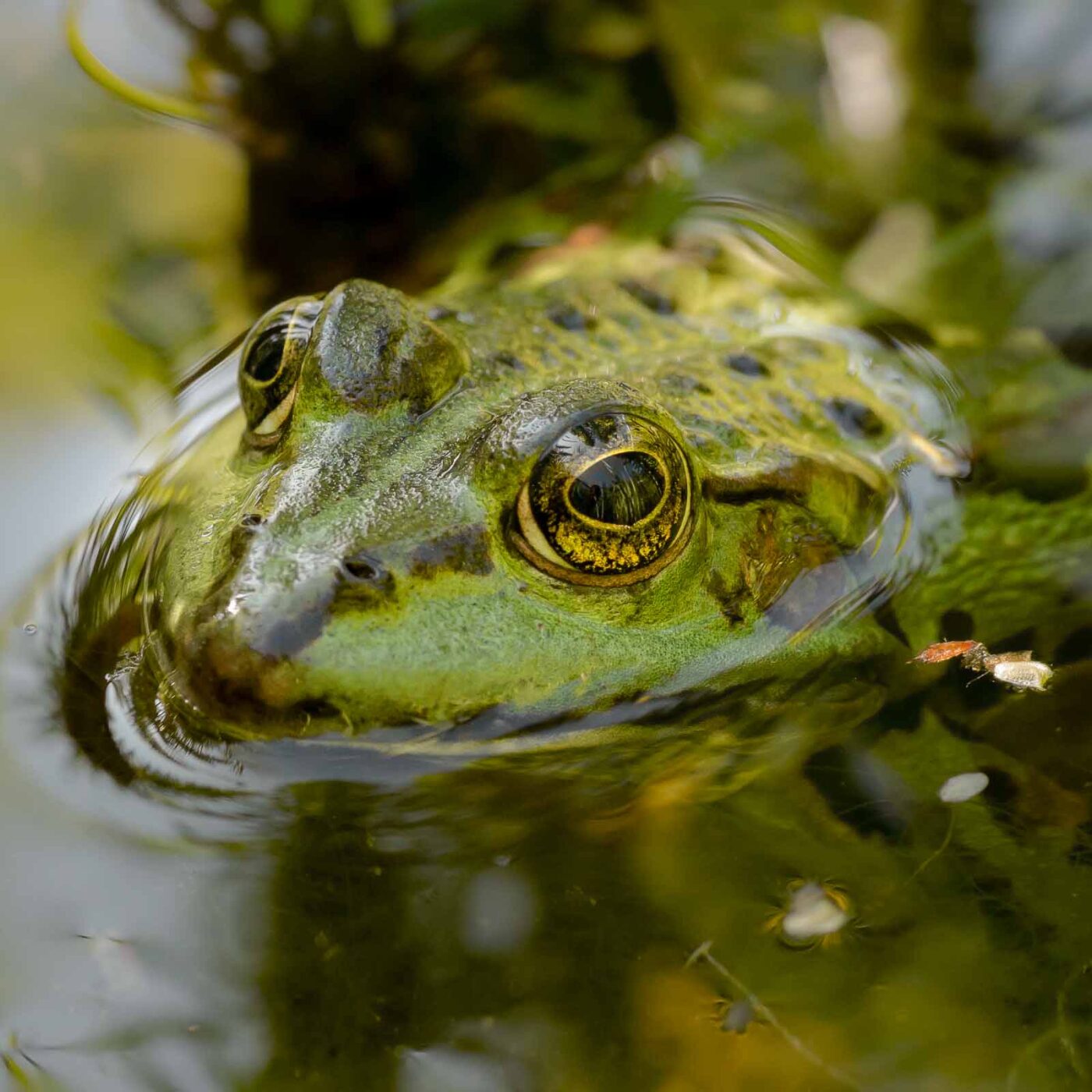 2019-08-21 - RUB - Botanischer Garten