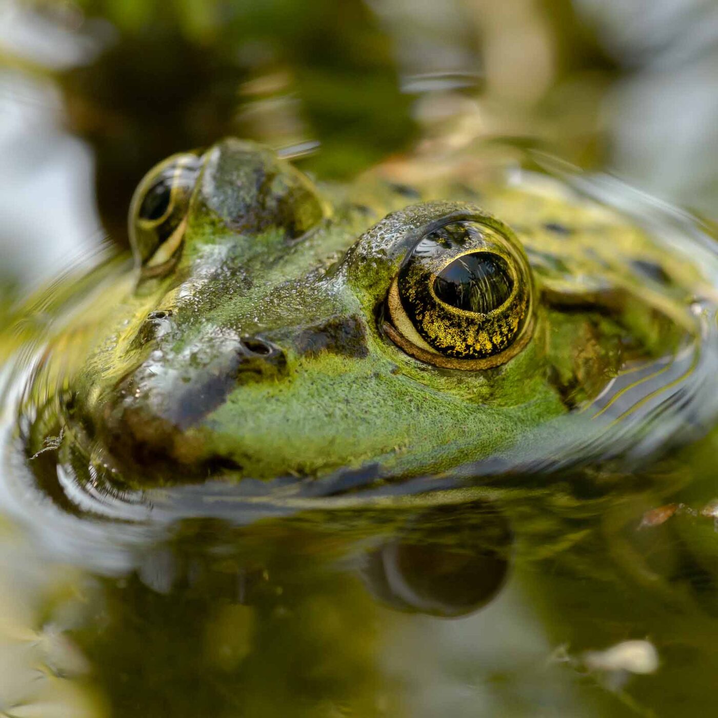 2019-08-21 - RUB - Botanischer Garten