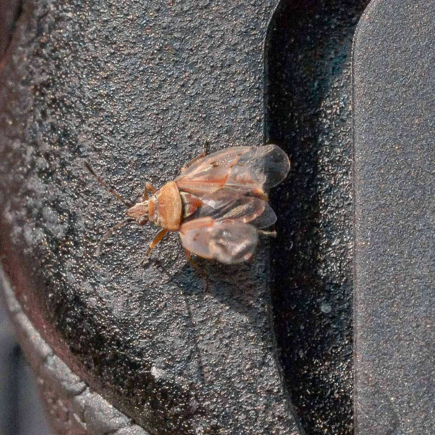 2019-08-21 - RUB - Botanischer Garten