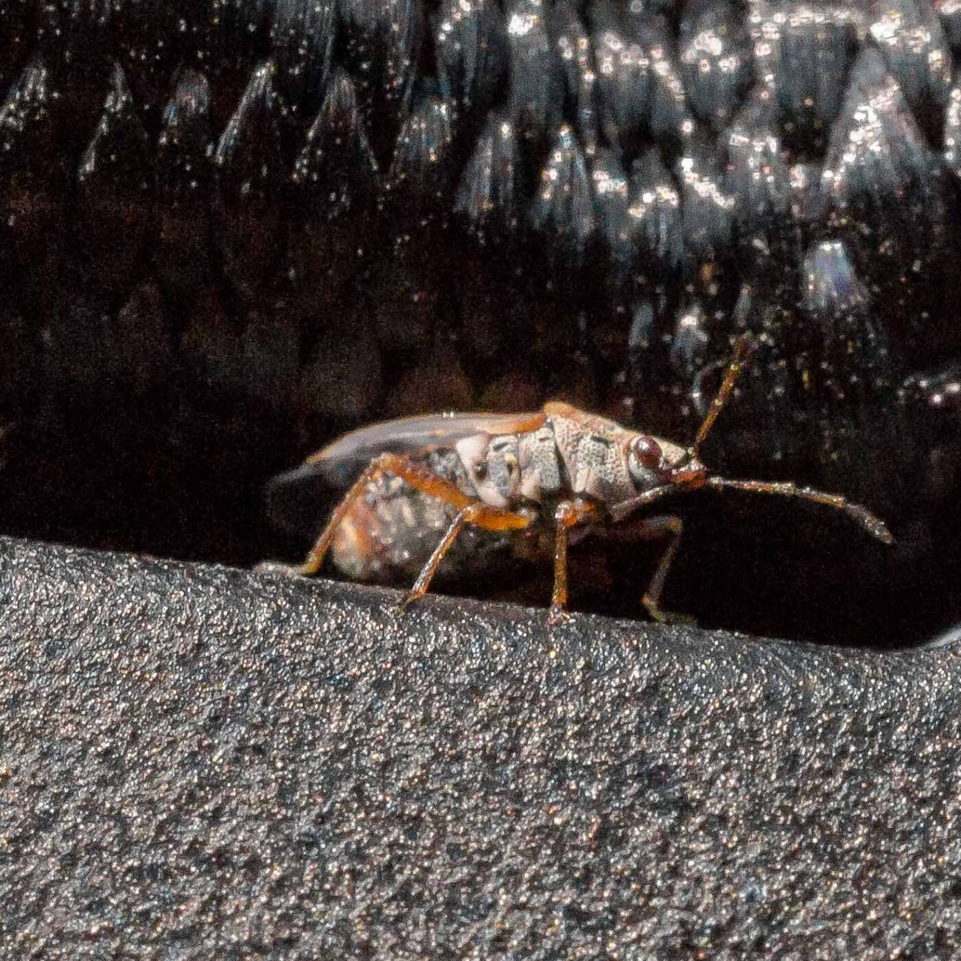 2019-08-21 - RUB - Botanischer Garten