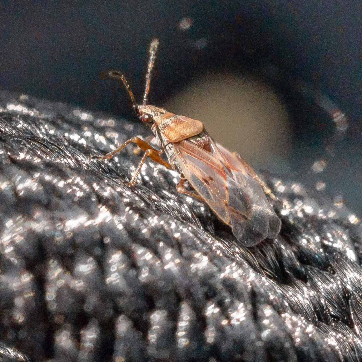 2019-08-21 - RUB - Botanischer Garten