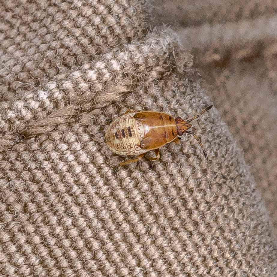 2019-08-21 - RUB - Botanischer Garten