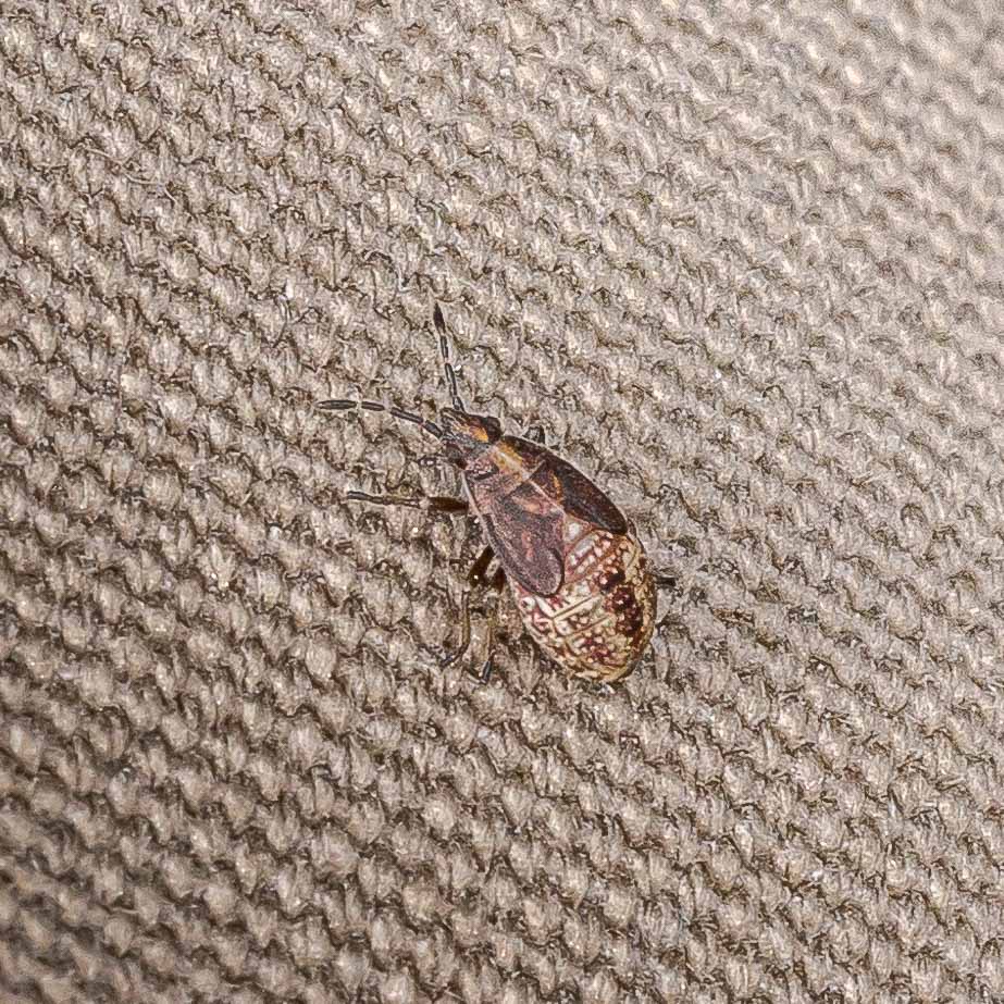 2019-08-21 - RUB - Botanischer Garten