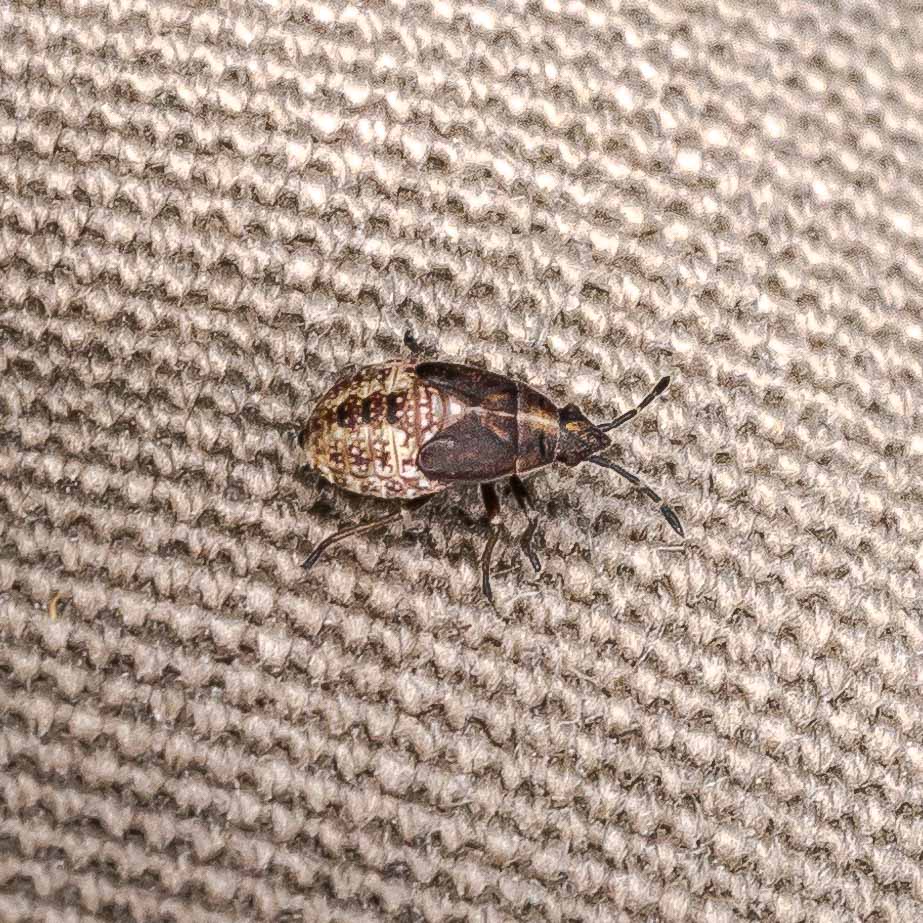 2019-08-21 - RUB - Botanischer Garten