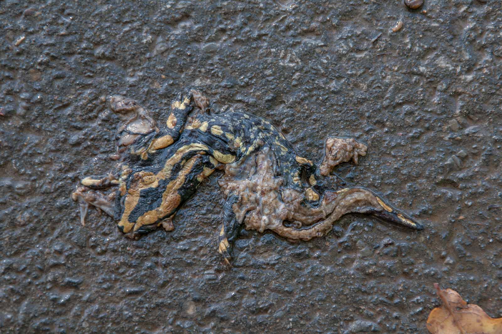°feuersalamander°