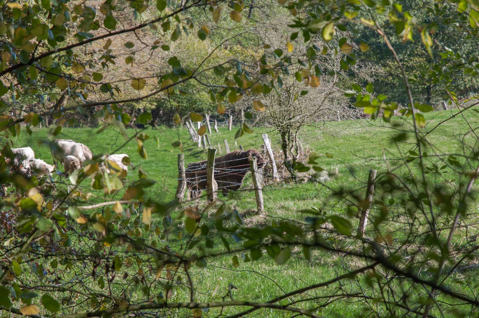 °wisent°