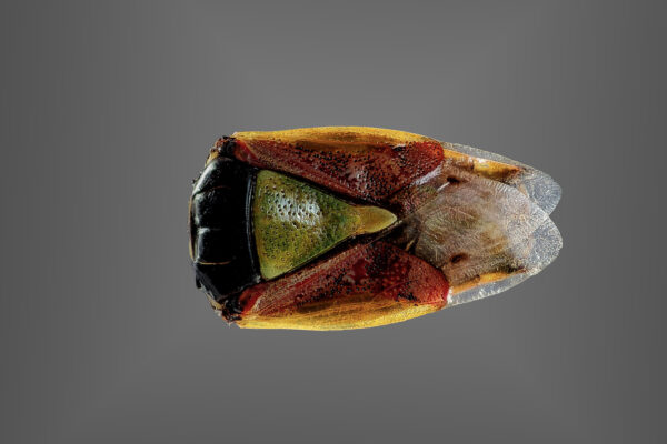 2019-12-02 - Residenzia - HolyHalla -Beerenwanze