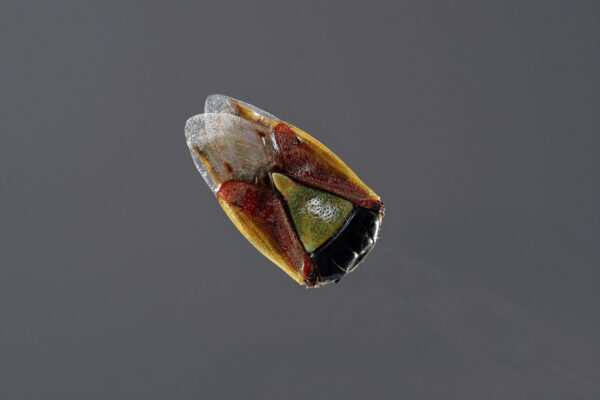 2019-12-02 - Residenzia - HolyHalla -Beerenwanze