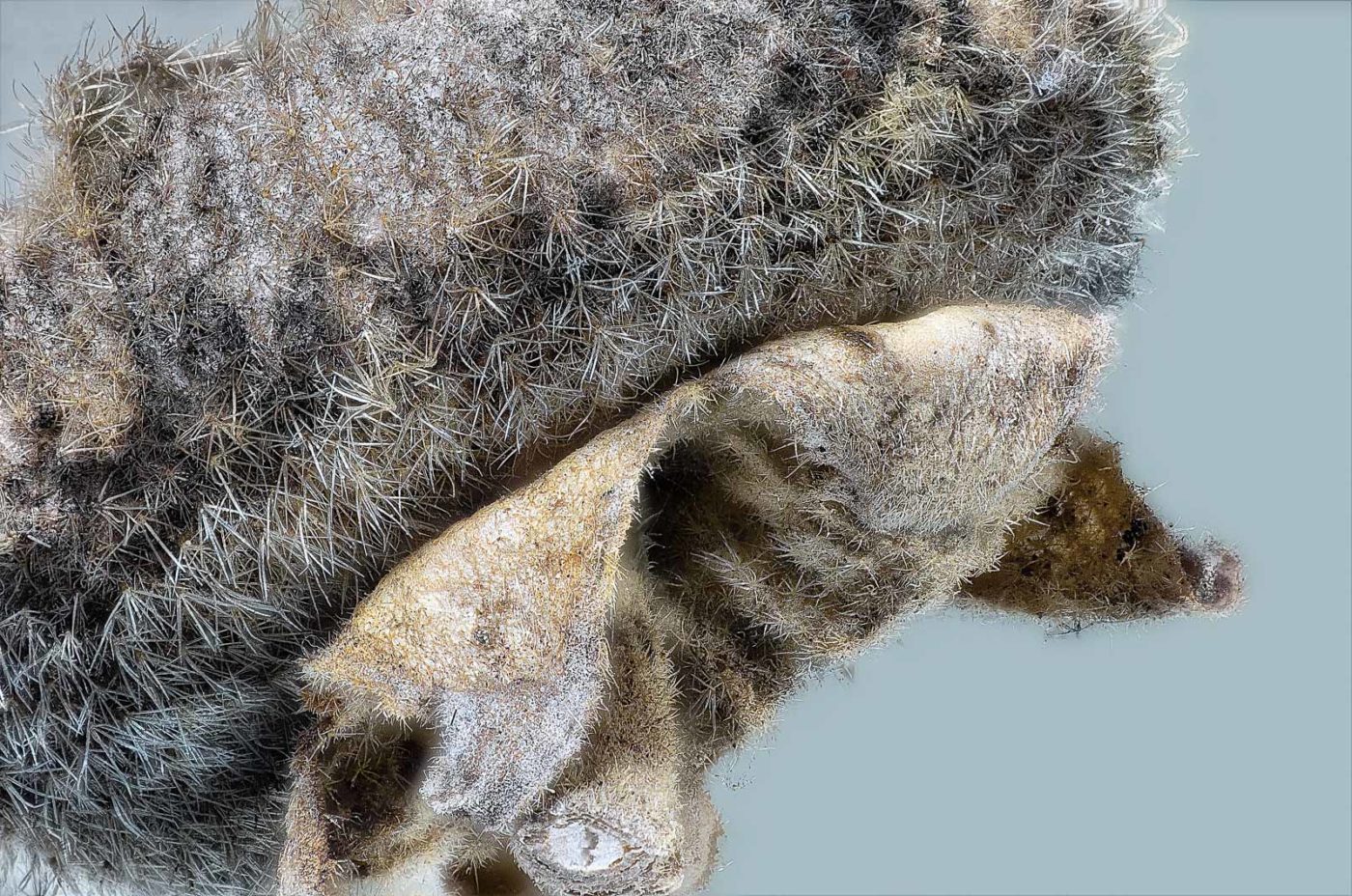 2019-10-20 - Residenzia - HolyHalla - Stockrose