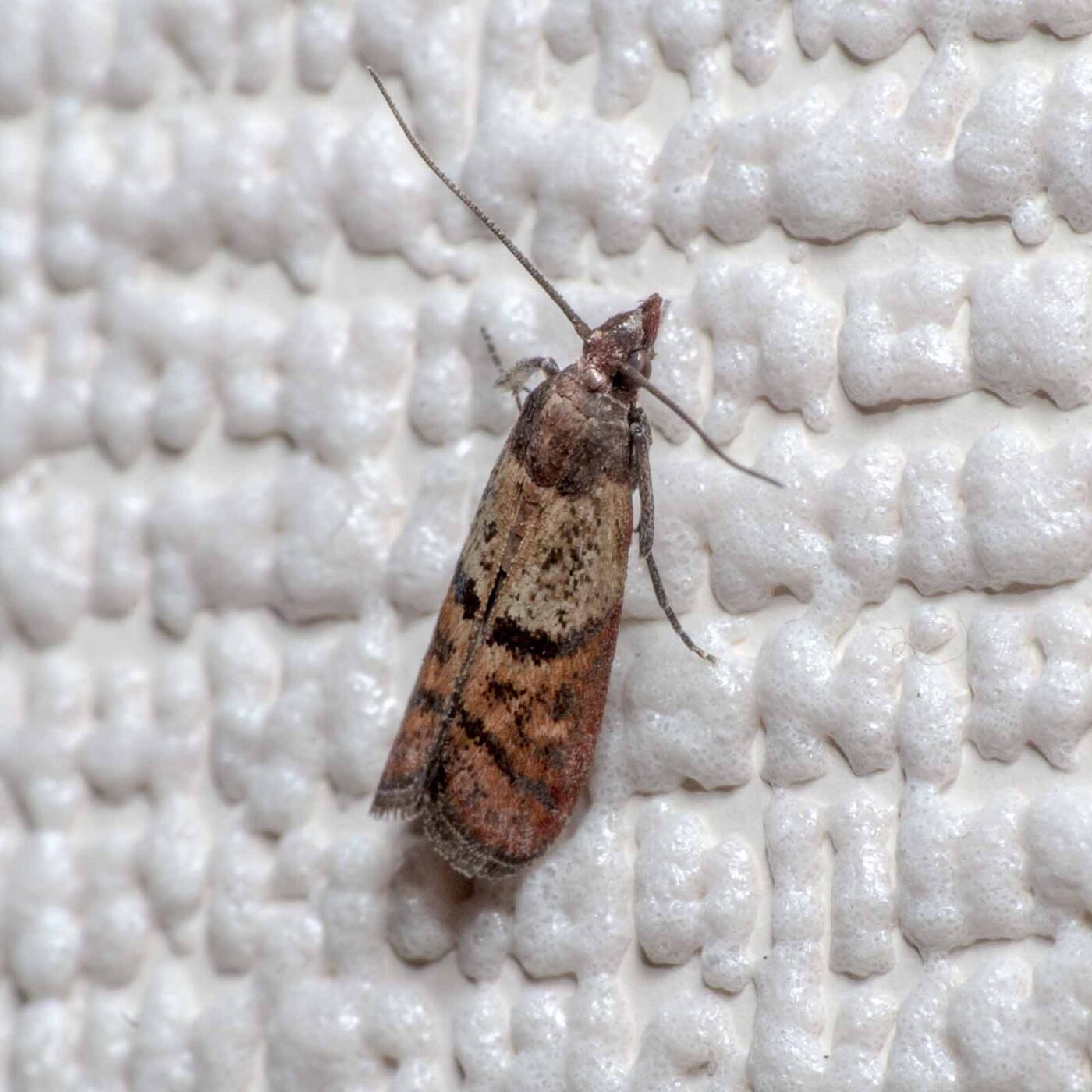 2020-02-12 - Residenzia - HolyHalla