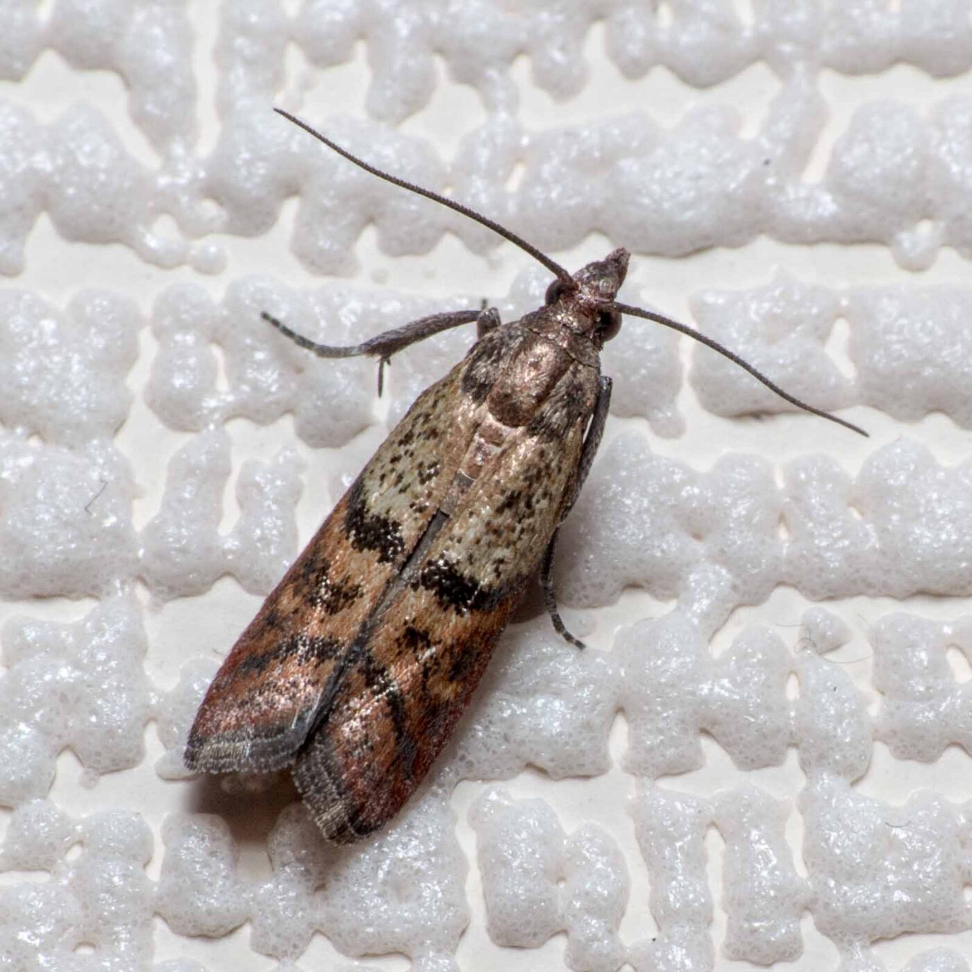 2020-02-12 - Residenzia - HolyHalla