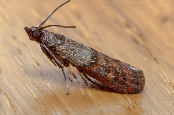 2020-02-12 - Residenzia - HolyHalla