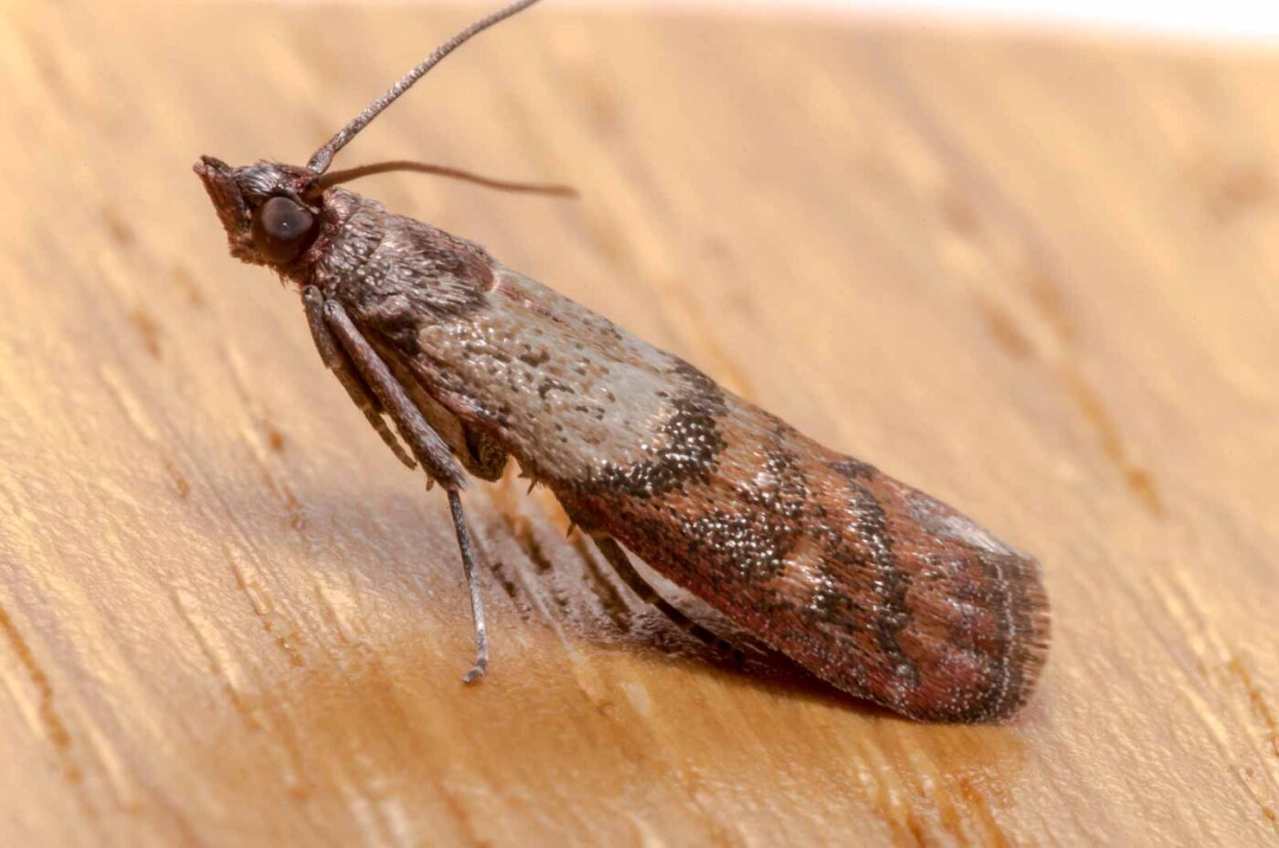 2020-02-12 - Residenzia - HolyHalla