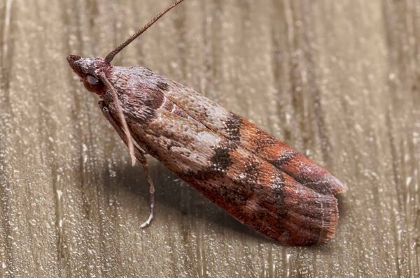 2020-02-12 - Residenzia - HolyHalla