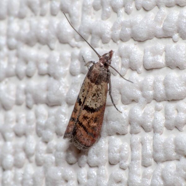 2020-02-12 - Residenzia - HolyHalla