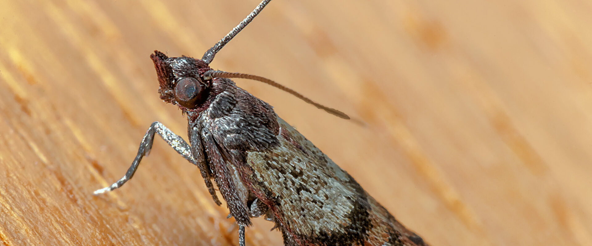 2020-02-12 – Residenzia – HolyHalla – Dörrobstmotte