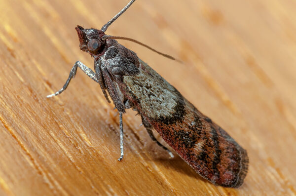 2020-02-12 - Residenzia - HolyHalla