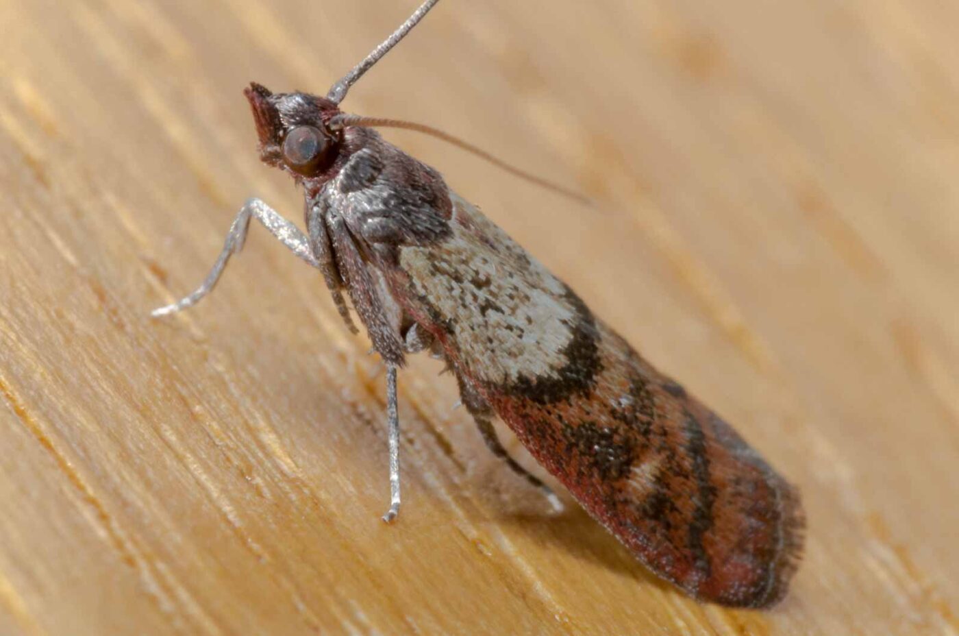 2020-02-12 - Residenzia - HolyHalla