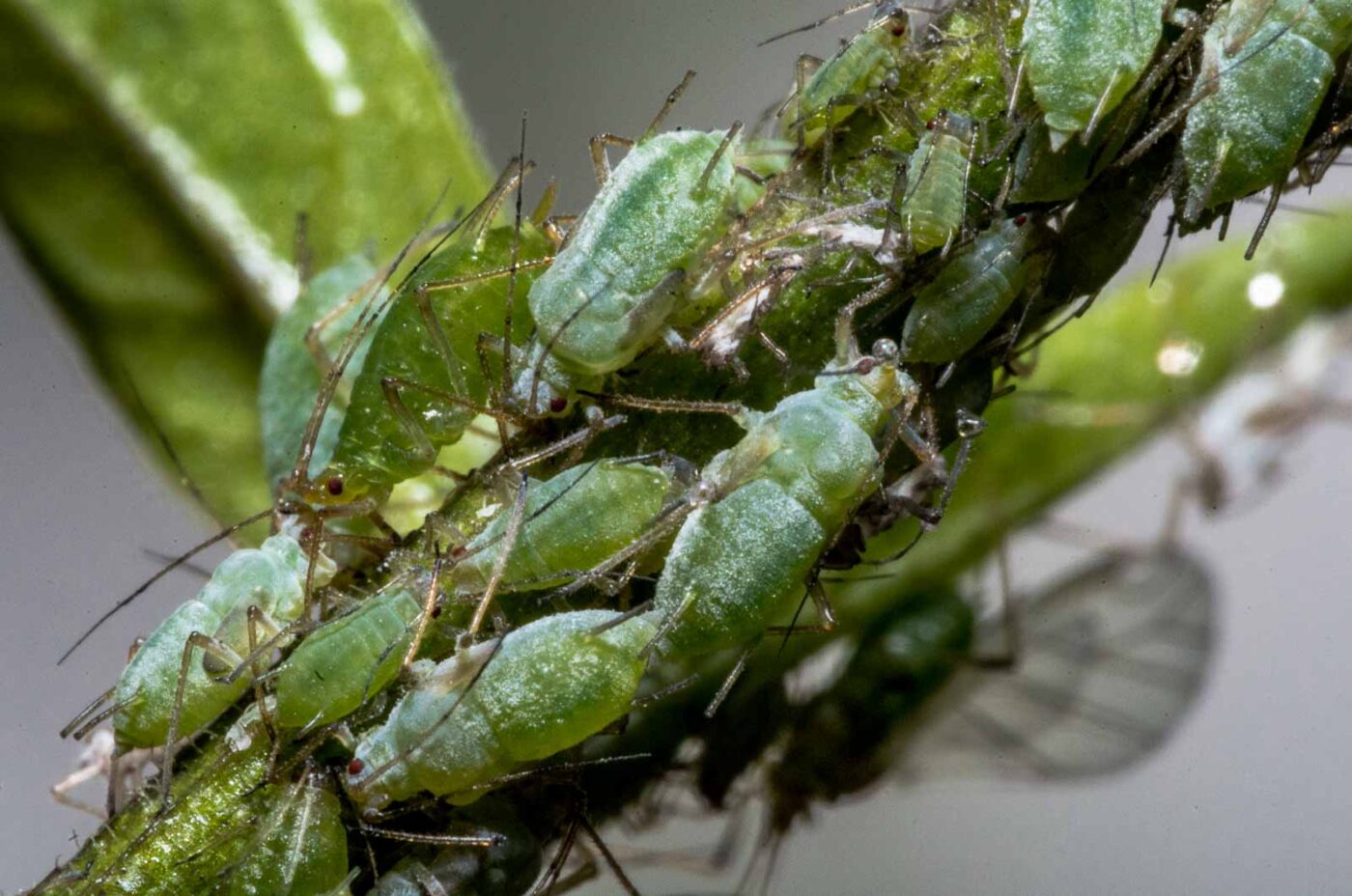 2020-02-15 - RE-Sidenzia auf'm BallKong