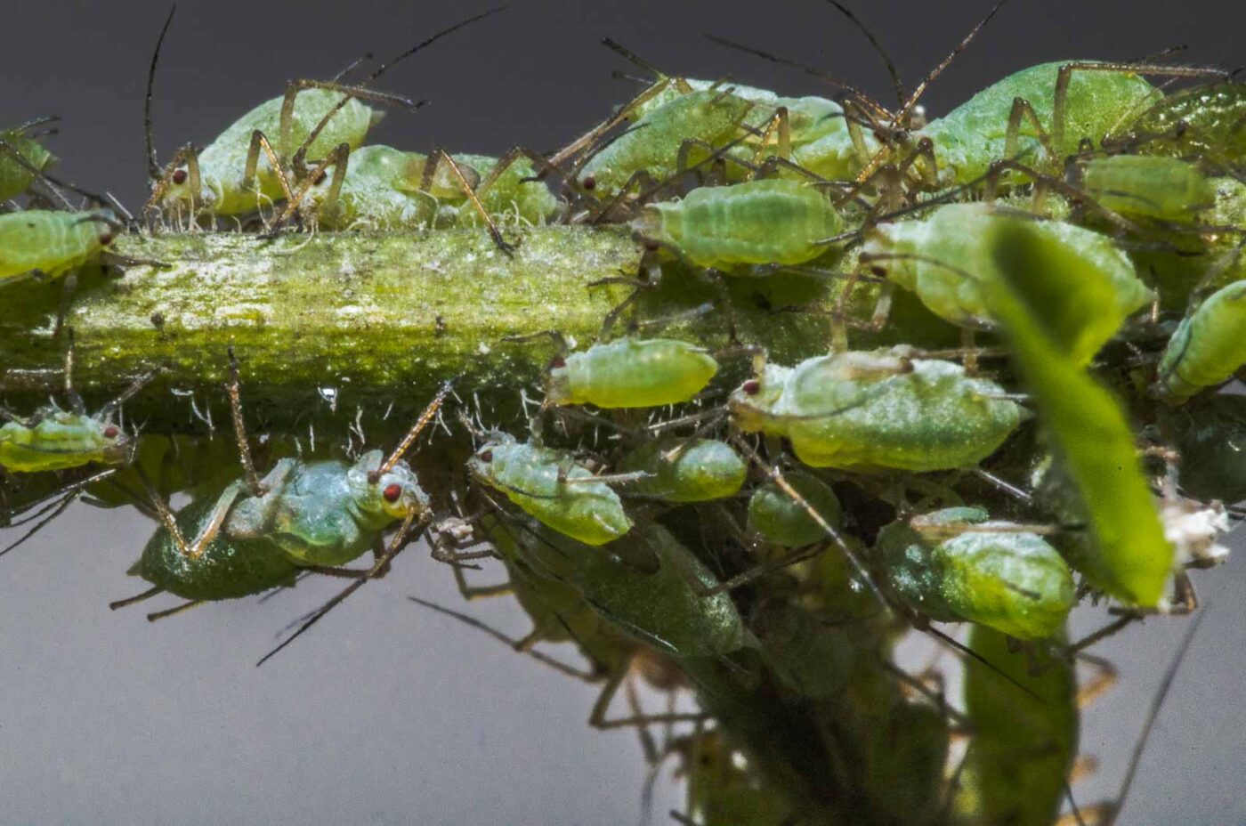 2020-02-15 - RE-Sidenzia auf'm BallKong