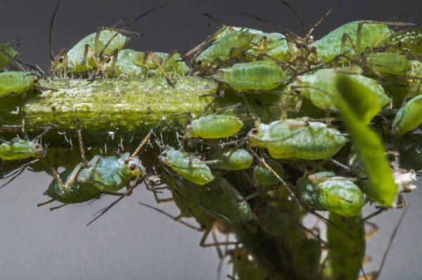 2020-02-15 - RE-Sidenzia auf'm BallKong