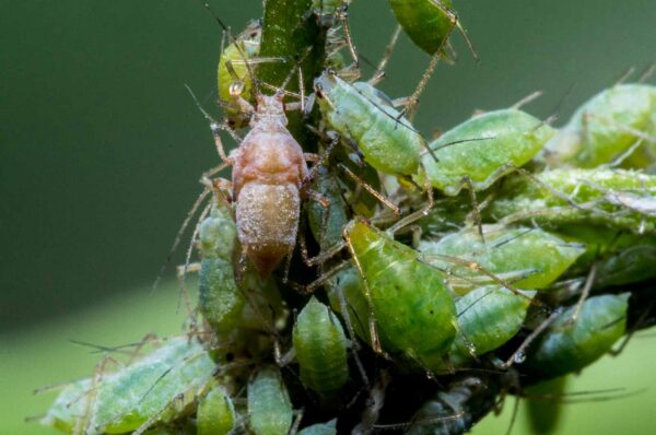 2020-02-15 - RE-Sidenzia auf'm BallKong