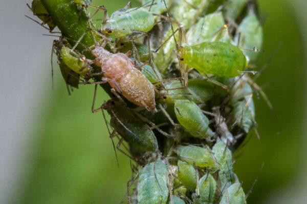 2020-02-15 - RE-Sidenzia auf'm BallKong