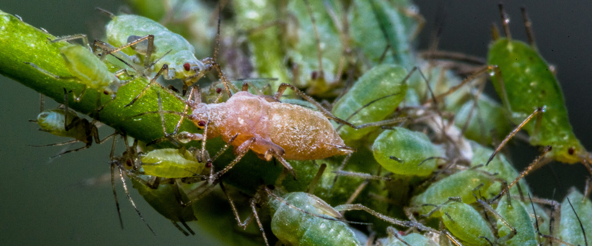 2020-02-15 – Residenzia – Balkon – Invasion der Blattläuse