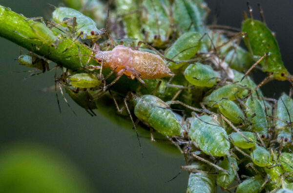 2020-02-15 - RE-Sidenzia auf'm BallKong