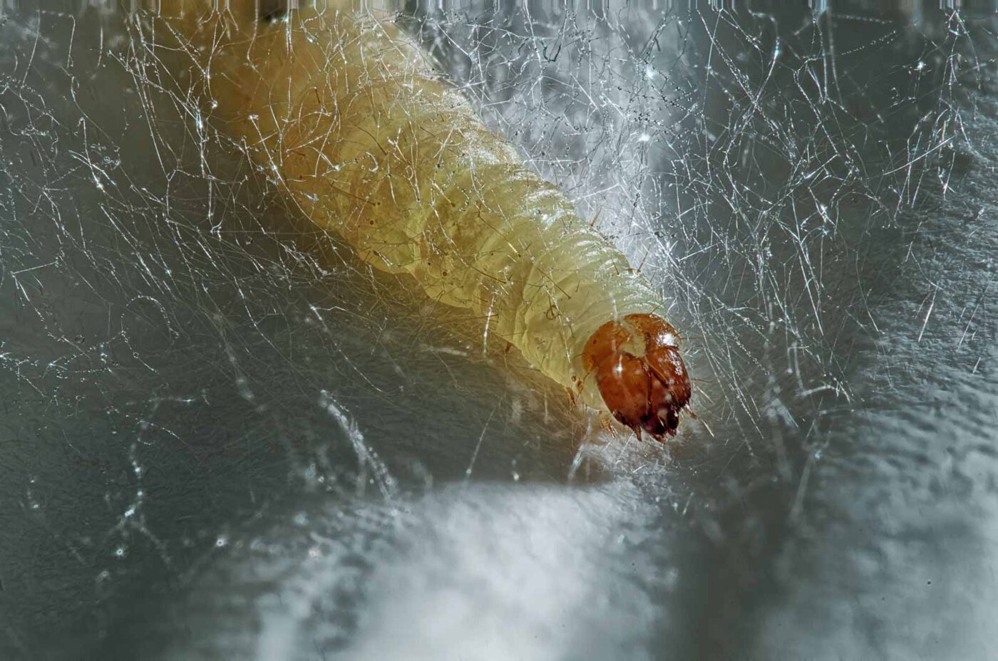 2020-02-22 - Residenzia - HolyHalla - Dörrobstmottenraupe