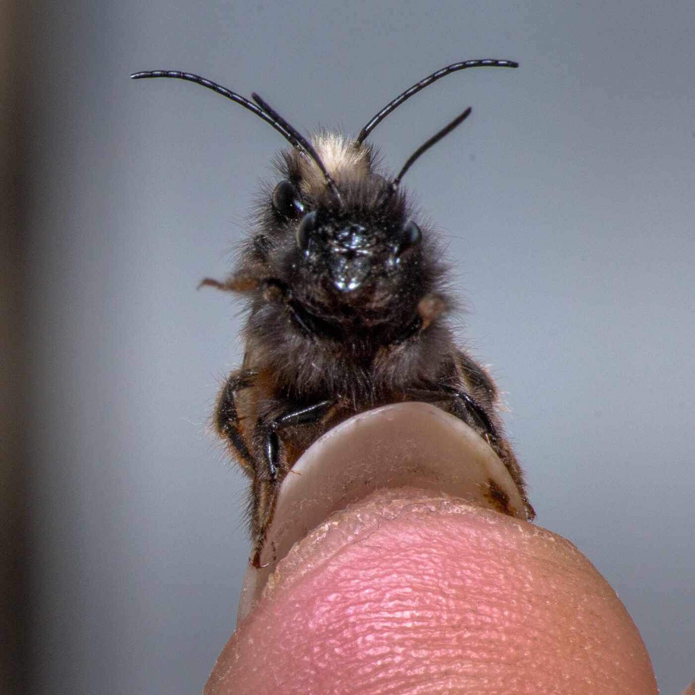 2020-02-17 - RE-Sidenzia auf'm BallKong