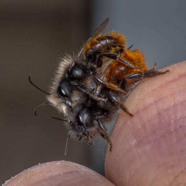 2020-02-17 - RE-Sidenzia auf'm BallKong