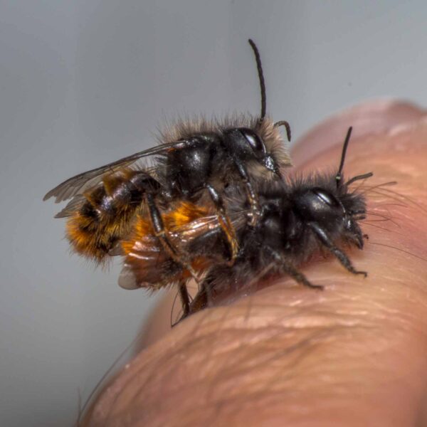 2020-02-17 - RE-Sidenzia auf'm BallKong