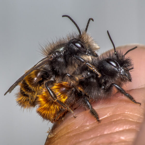 2020-02-17 - RE-Sidenzia auf'm BallKong