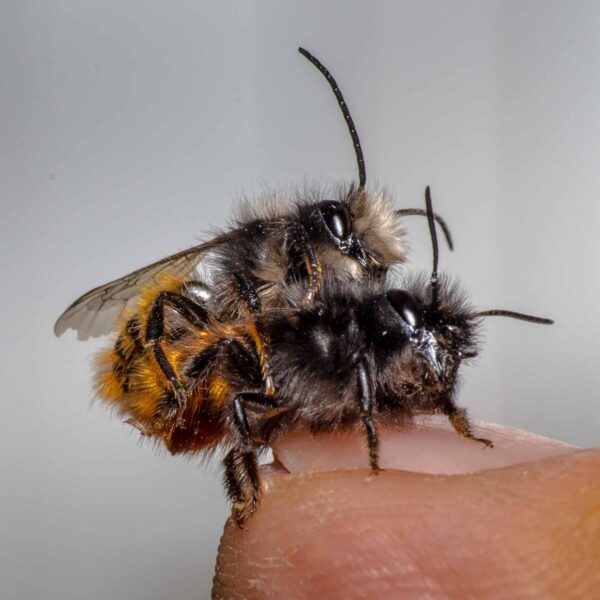 2020-02-17 - RE-Sidenzia auf'm BallKong