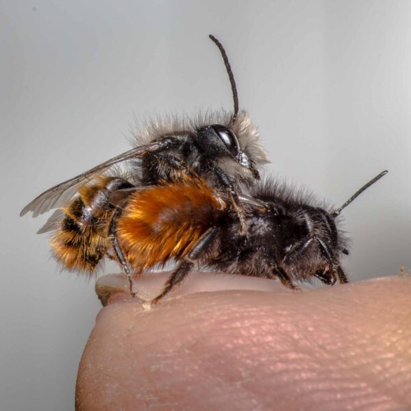 2020-02-17 - RE-Sidenzia auf'm BallKong